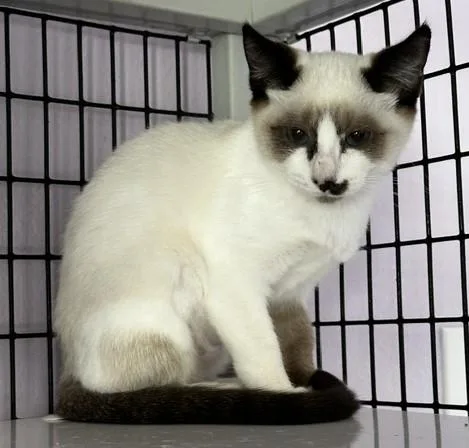 Vera  Lovely Snowshoe thumbnail 3