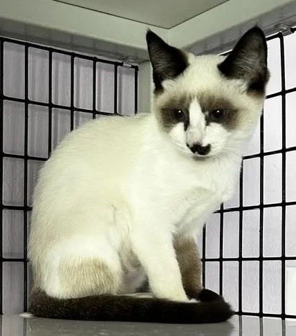 Vera  Lovely Snowshoe thumbnail 4