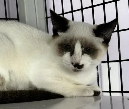 Vera  Lovely Snowshoe thumbnail 5