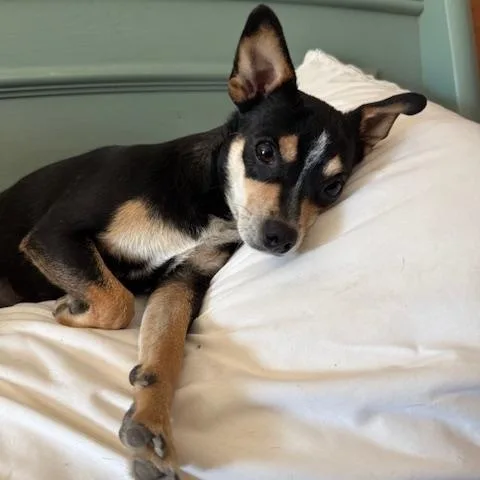 An adult small-sized female Black Chihuahua dog named Felice for adoption in Temple, TX