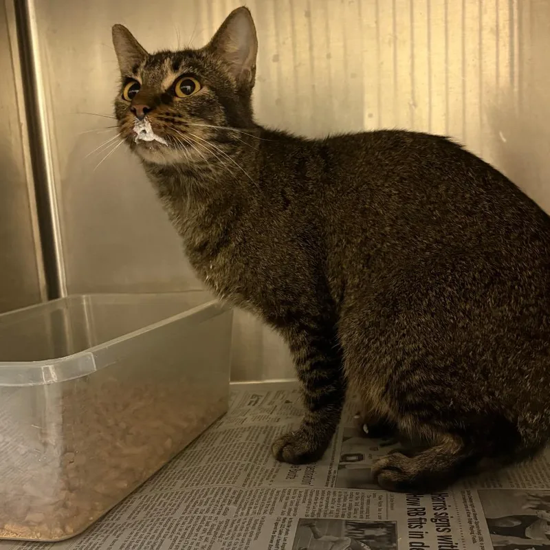 An adult medium-sized female Domestic Short Hair cat named Sweet Pea for adoption in Lufkin, TX