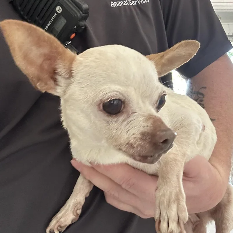 A senior small-sized female Chihuahua dog named Abandoned South Main for adoption in Roxboro, NC