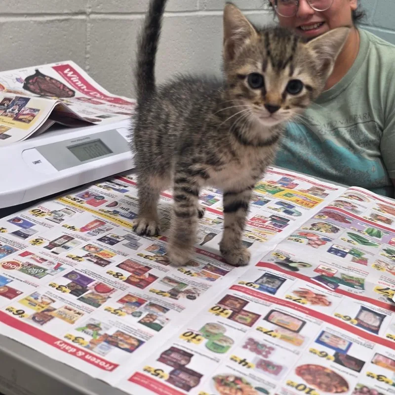 A baby small-sized female Brown / Chocolate Domestic Short Hair cat named Ginny for adoption in Jacksonville, FL