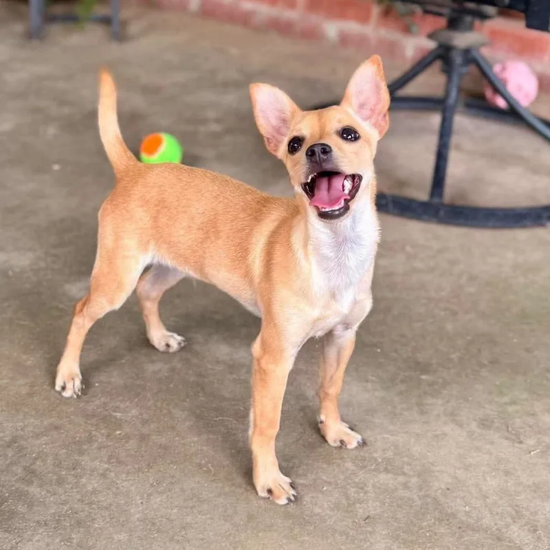 A young small-sized male Yellow / Tan / Blond / Fawn Chihuahua dog named Biscuit for adoption in San Francisco, CA