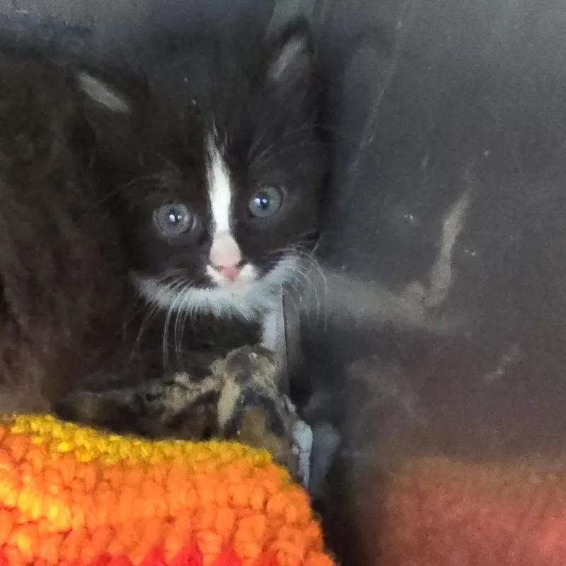A baby small-sized female Black Domestic Short Hair cat named Pip for adoption in Yanceyville, NC