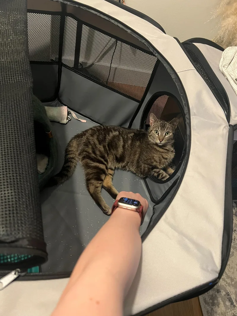 An adult medium-sized male Tabby (Brown / Chocolate) Domestic Short Hair cat named Rushmore for adoption in Long Island City, NY