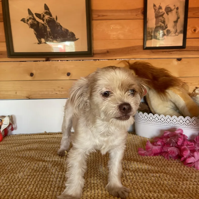 A young small-sized female Apricot / Beige Maltese dog named Zelda for adoption in Vacaville, CA
