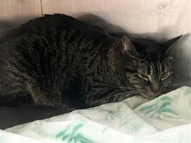 An adult small-sized female Domestic Short Hair cat named Zoey for adoption in Killeen, TX