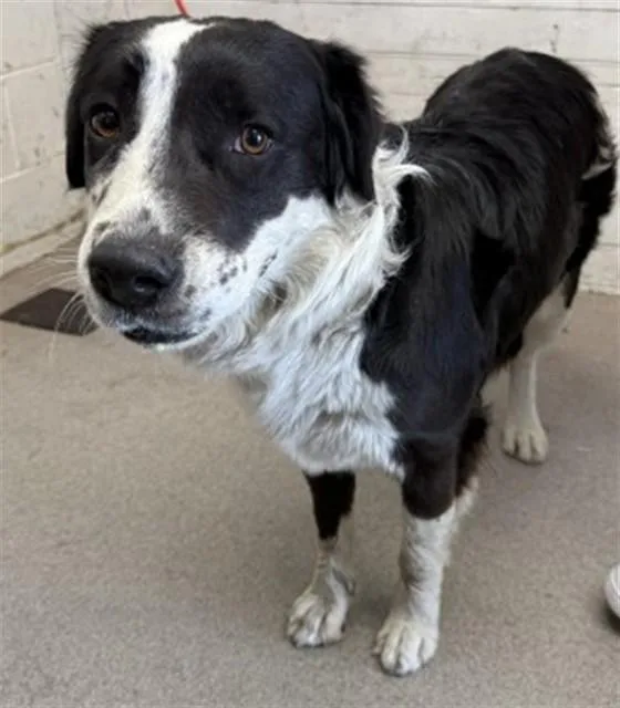 An adult medium-sized female Australian Shepherd dog named Rita for adoption in San Bernardino, CA
