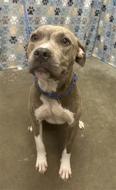 A young medium-sized female Staffordshire Bull Terrier dog named Knirah for adoption in Rosenberg, TX