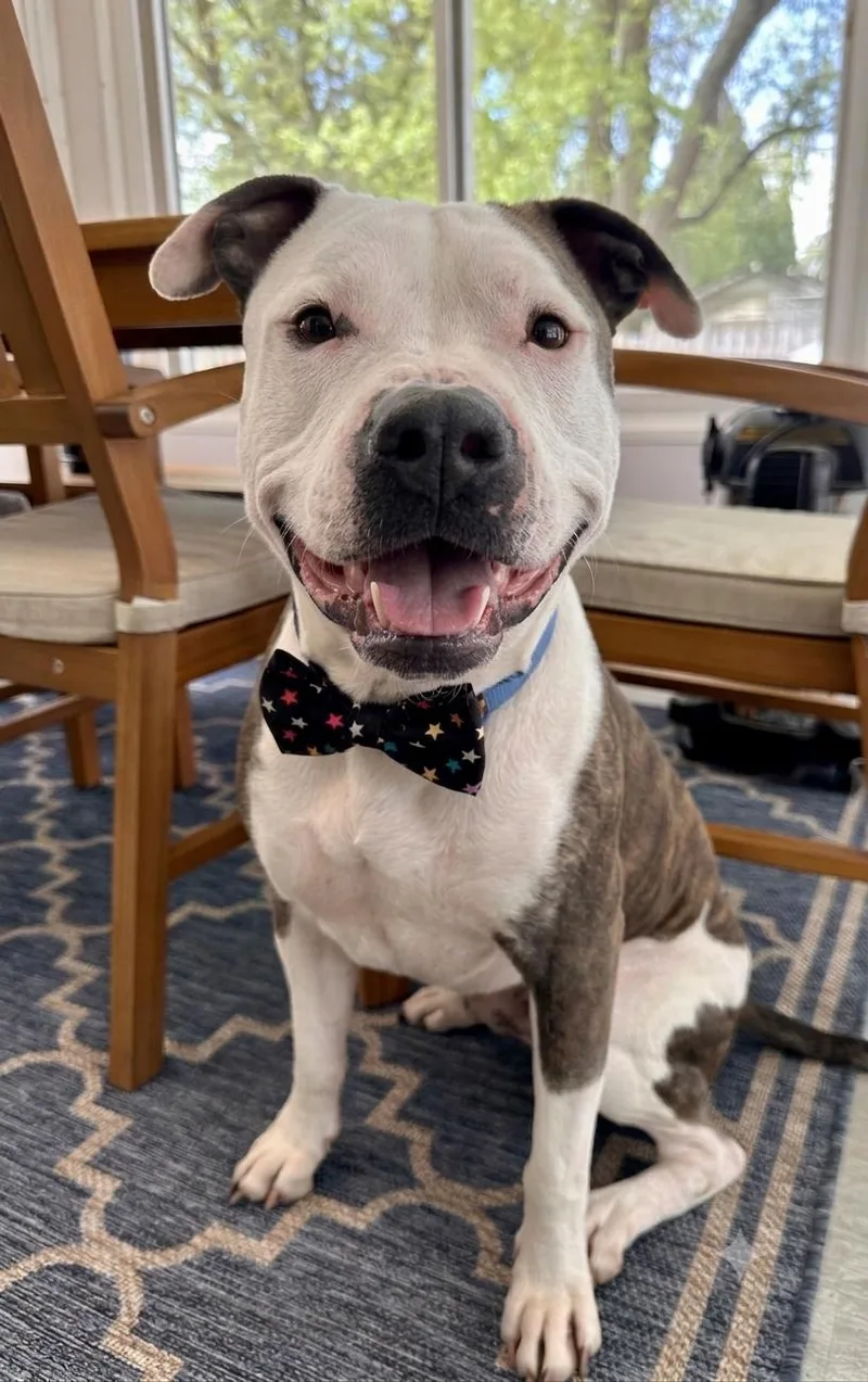 An adult medium-sized male Pit Bull Terrier dog named Jax for adoption in Island Lake, IL