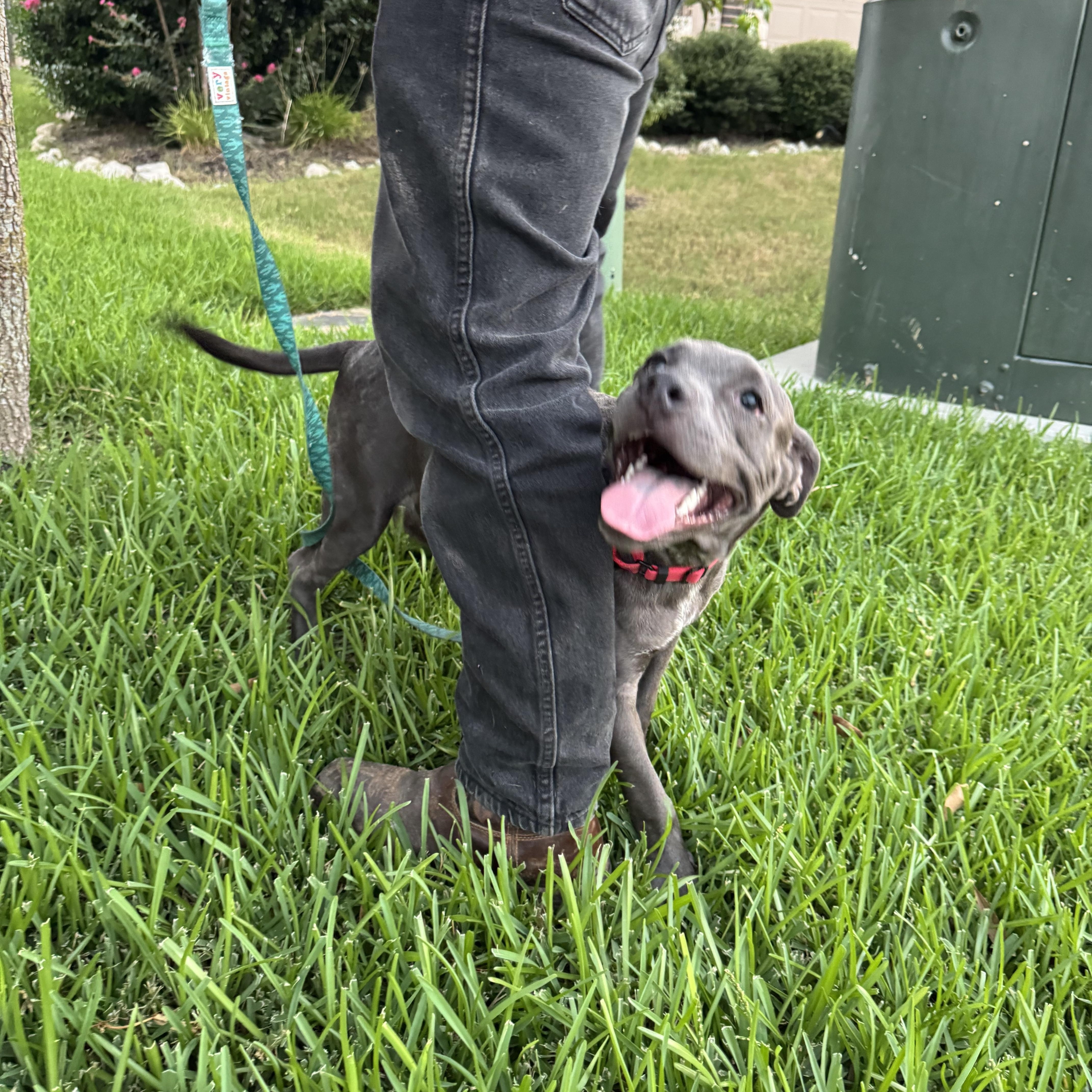 A baby medium-sized male Terrier dog named Rocky G for adoption in San Antonio, TX
