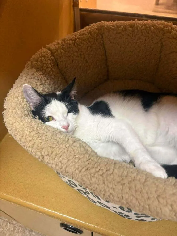A baby small-sized male Black & White / Tuxedo Domestic Short Hair cat named Clover for adoption in Salisbury, NC