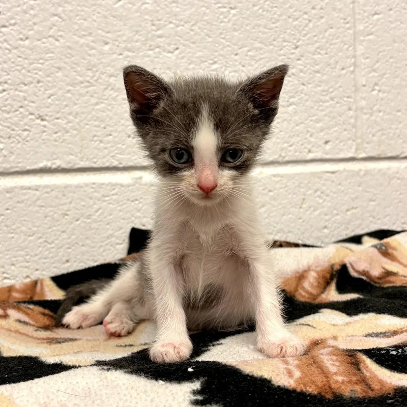 A baby small-sized male Gray / Blue / Silver Domestic Short Hair cat named Wembley for adoption in Evensville, TN