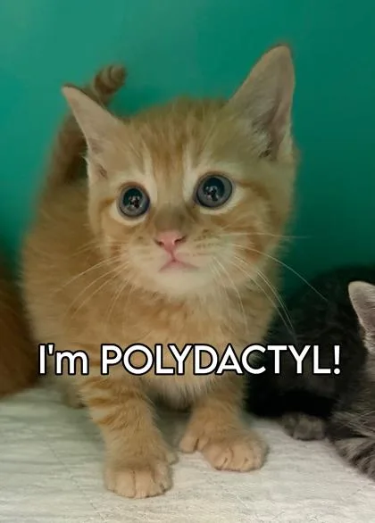 A baby medium-sized male Orange / Red Domestic Short Hair cat named Gideon for adoption in Bedford, IN