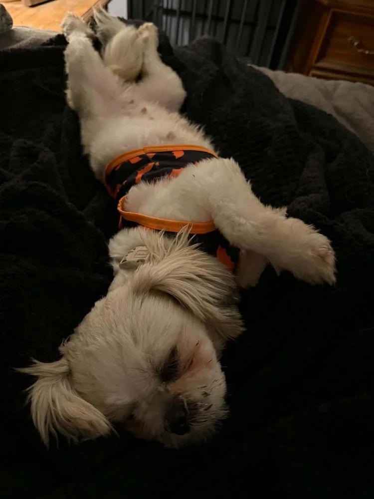 An adult small-sized female White / Cream Shih Tzu dog named Bella for adoption in Mishawaka, IN