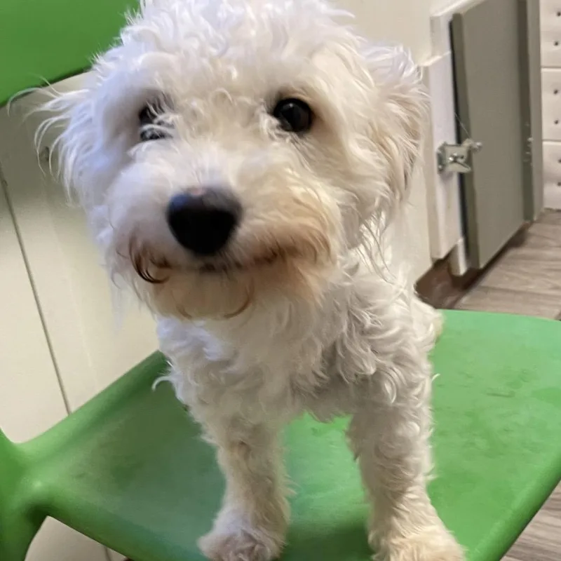 An adult small-sized female White / Cream Maltipoo dog named Coconut for adoption in Graham, WA