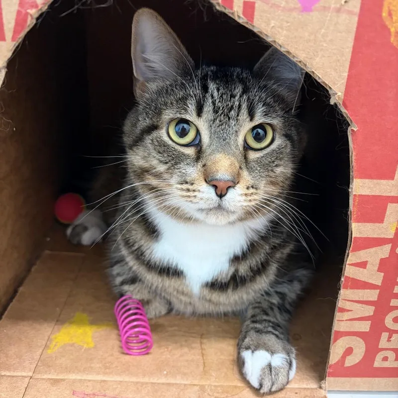 An adult large-sized male Brown / Chocolate Domestic Short Hair cat named Stormy for adoption in Marshall, VA