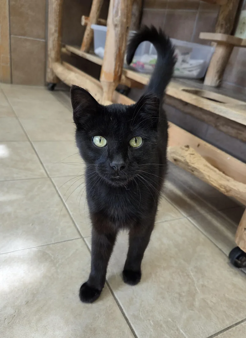 Nightshade thumbnail 2