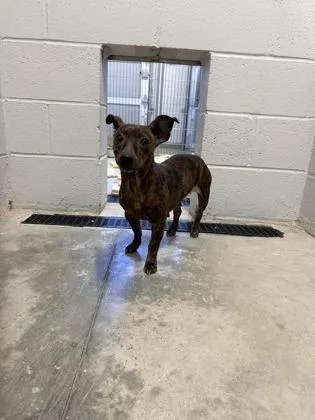 An adult small-sized female Mixed Breed dog named Minnie for adoption in Manteo, NC