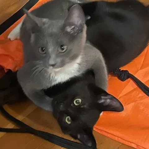Baloo WBagheera thumbnail 2