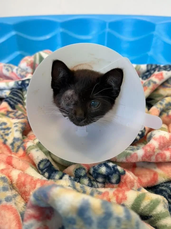 A young medium-sized female Domestic Short Hair cat named Ember for adoption in Chillicothe, OH