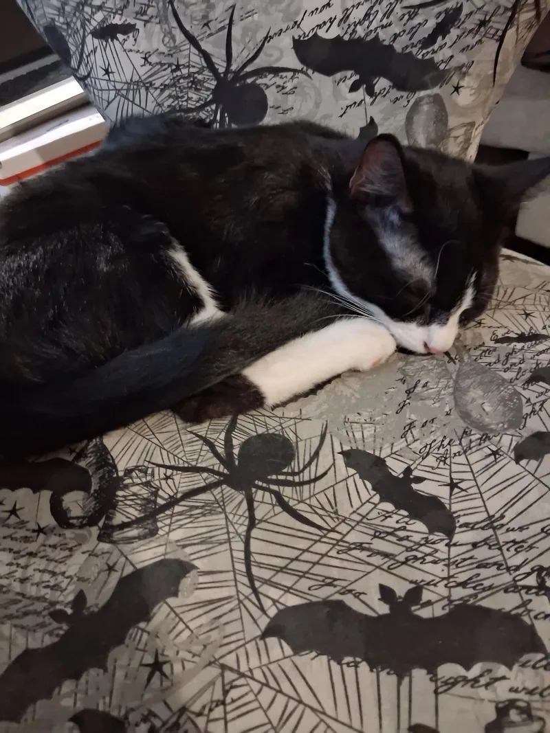 A baby small-sized female Domestic Short Hair cat named Diva for adoption in Rio Linda, CA