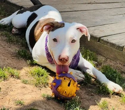 A baby small-sized female Hound dog named Runtz $ for adoption in Seneca, SC