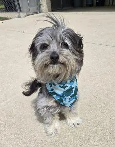An adult small-sized male Maltese dog named Carl for adoption in Bucyrus, OH