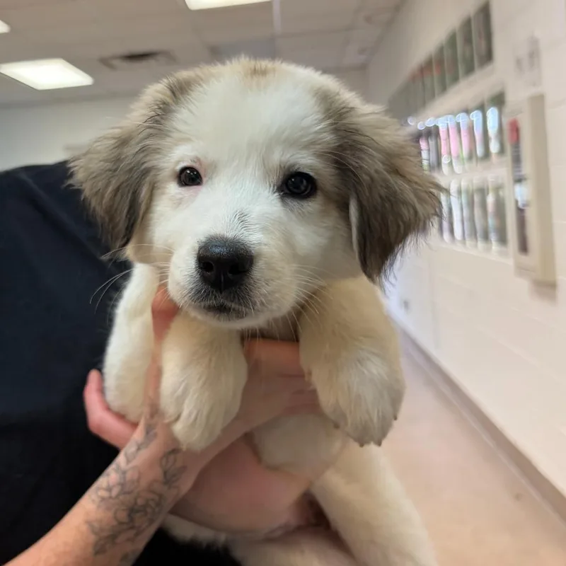 A baby small-sized female White / Cream Great Pyrenees dog named River for adoption in Ardmore, OK
