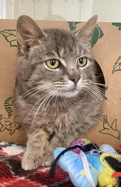 An adult medium-sized male Gray & White Domestic Short Hair cat named Stanley for adoption in Glasgow, KY