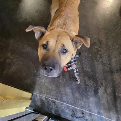 An adult large-sized female Mixed Breed dog named Juliet for adoption in Memphis, TN