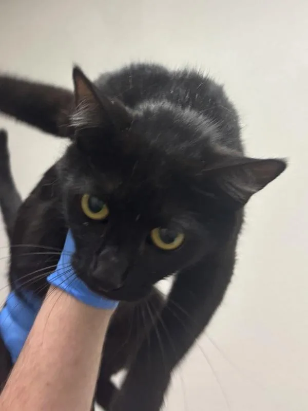 A young medium-sized female Domestic Short Hair cat named Yonah Bonded W for adoption in Silverdale, WA