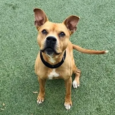 An adult medium-sized male Brown / Chocolate Pit Bull Terrier dog named Muchi for adoption in Saint Louis, MO