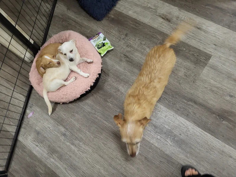 Cinnabon!! thumbnail 3