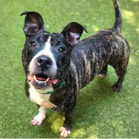 An adult medium-sized female Brindle Pit Bull Terrier dog named Tye Dye D for adoption in Princeton, MN