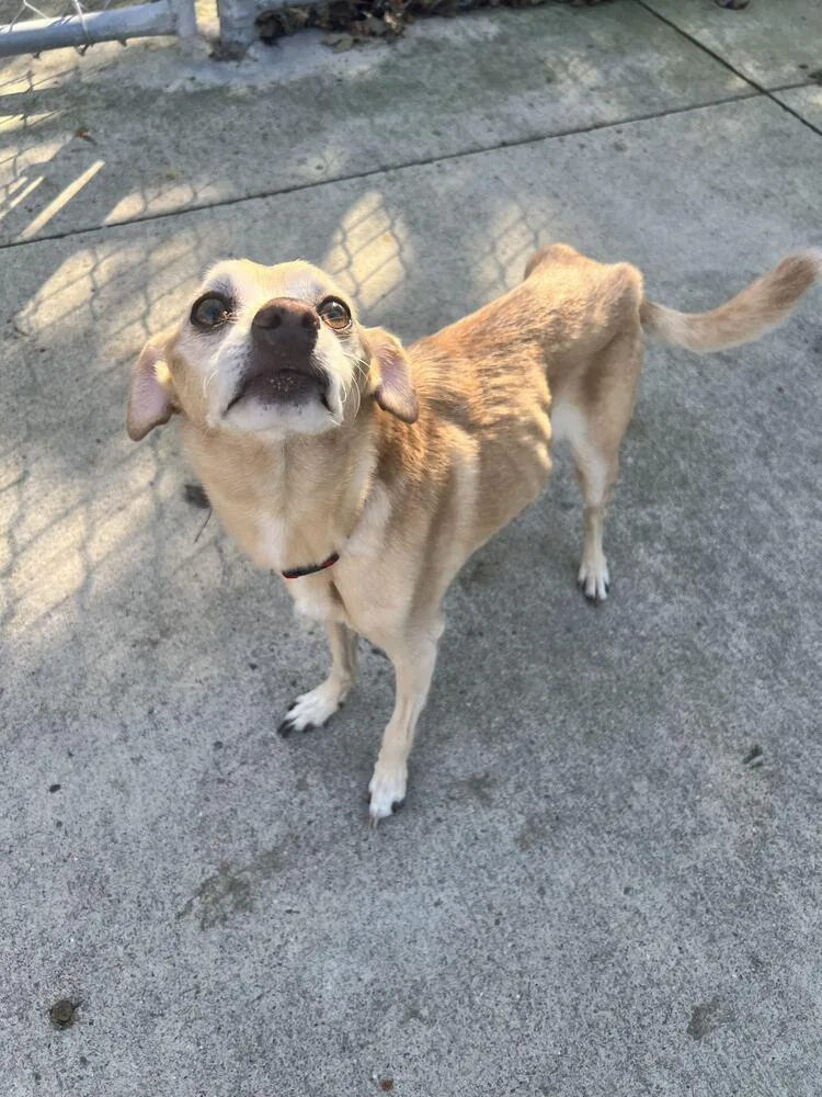 An adult small-sized male Chihuahua dog named Milo for adoption in Bowling Green, OH