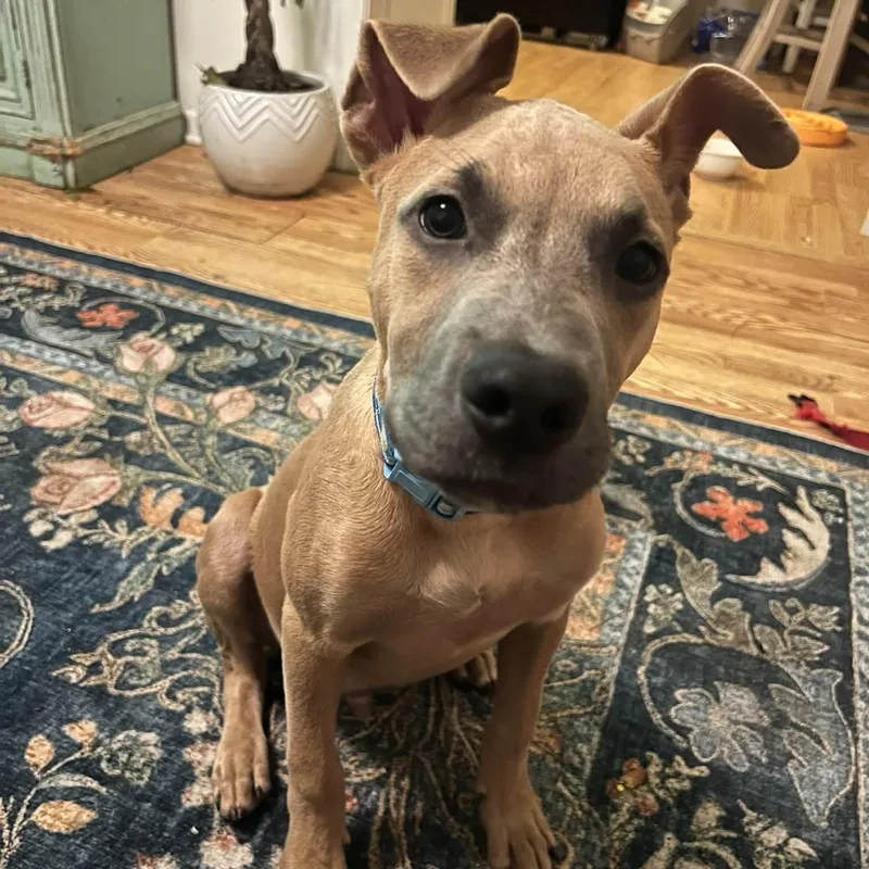 A baby medium-sized male German Shepherd Dog dog named Atlas for adoption in Myrtle Beach, SC