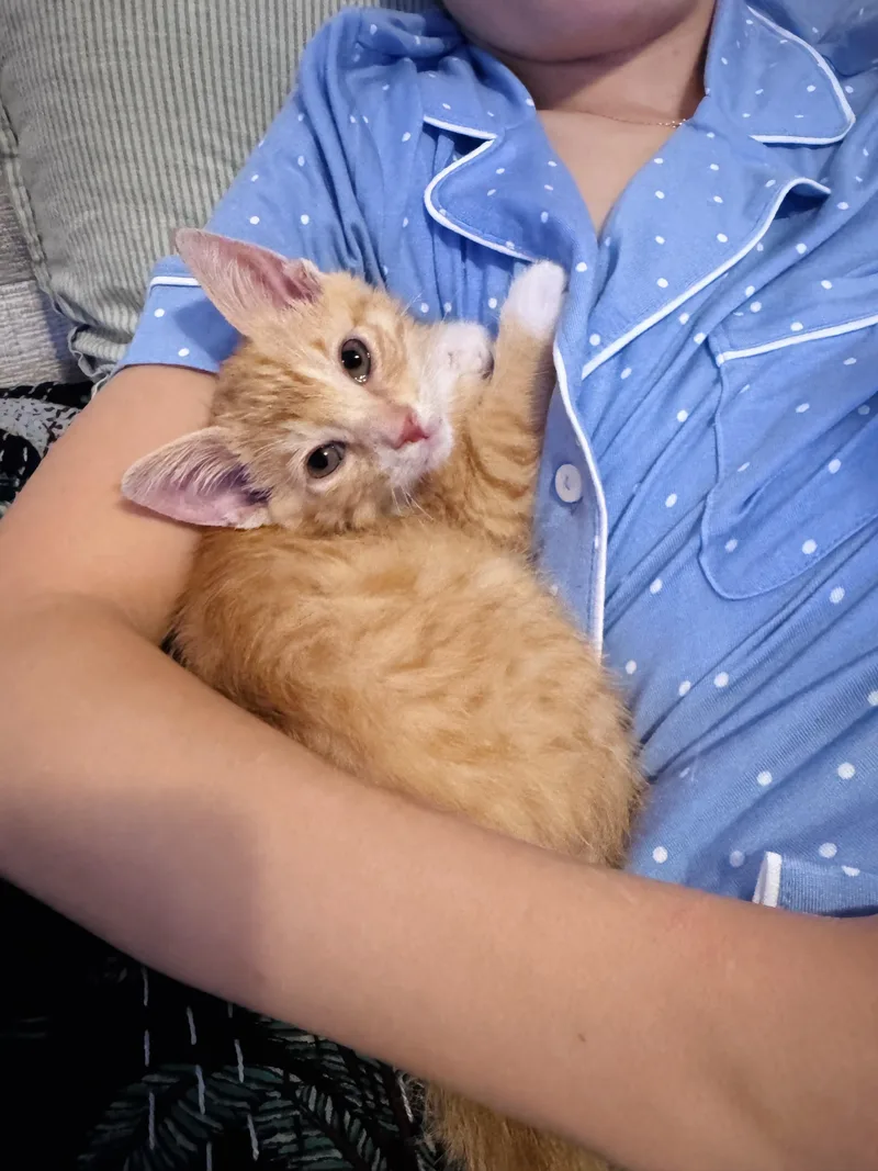 A baby medium-sized male Tabby (Orange / Red) Domestic Short Hair cat named Declan for adoption in Pacific Palisades, CA