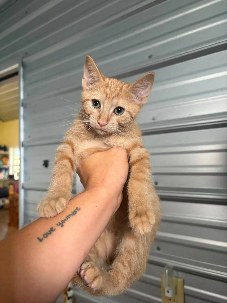 A baby small-sized male Domestic Short Hair cat named Sloppy for adoption in Russellville, KY