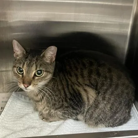 An adult medium-sized female Brown / Chocolate Domestic Short Hair cat named Auntie for adoption in Philadelphia, PA