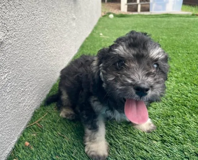 Fozzie