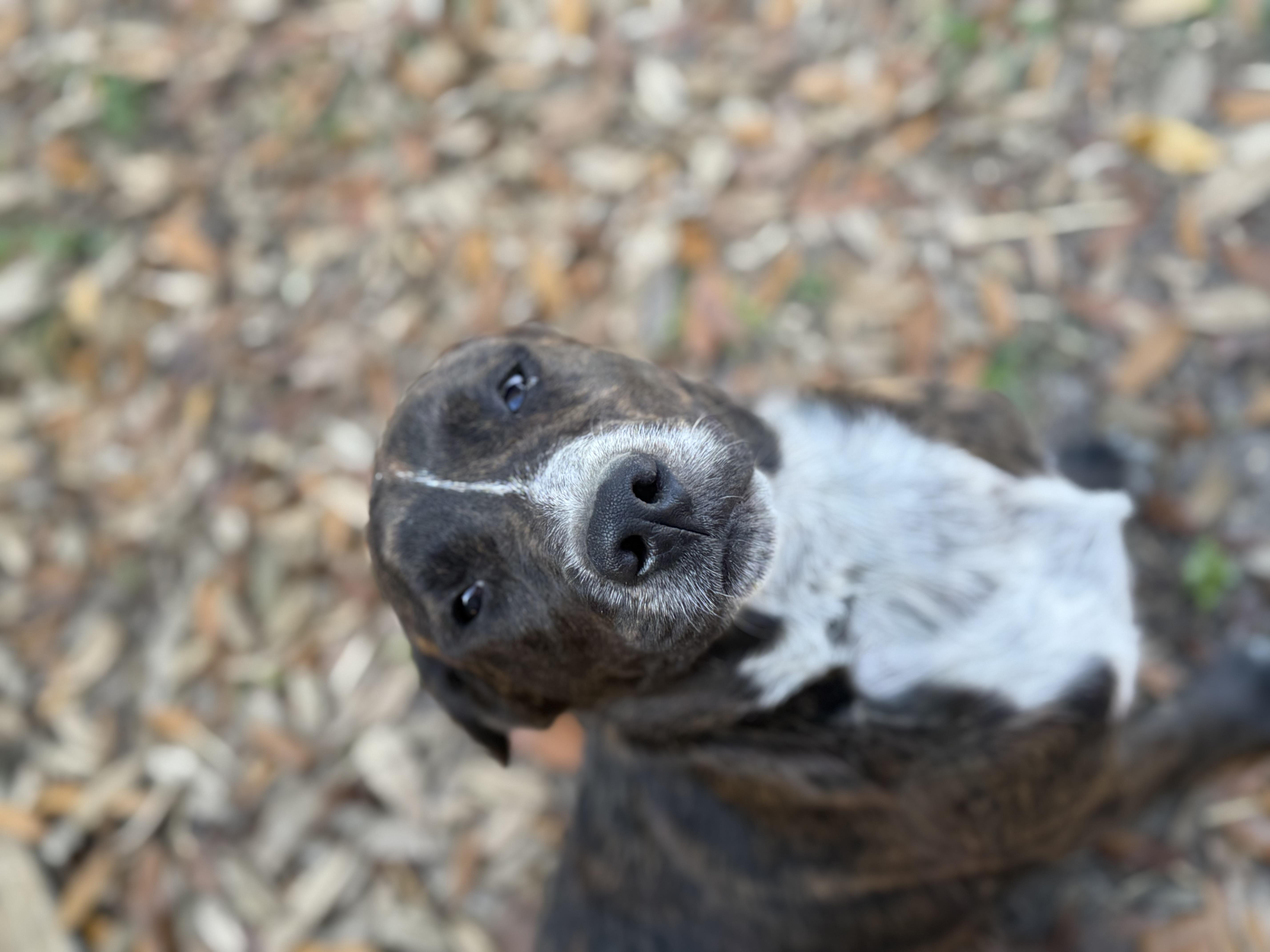 Shania Twain thumbnail 3