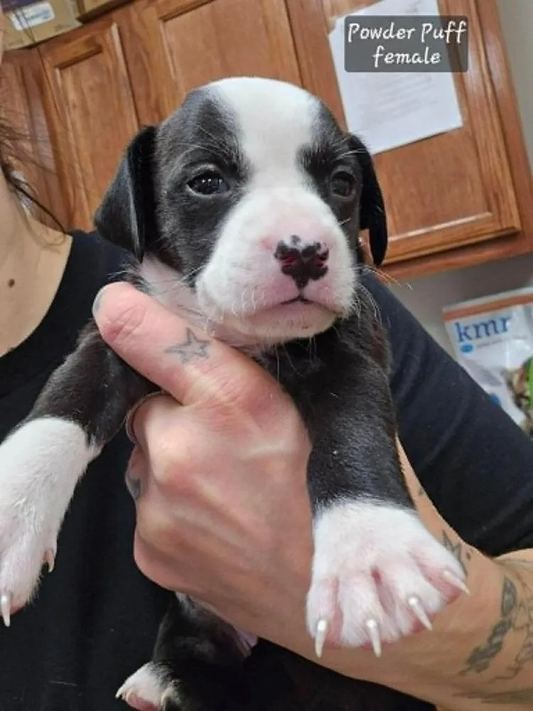A baby medium-sized female Tricolor (Brown, Black, & White) Pit Bull Terrier dog named Powder Pufffemale for adoption in Wenonah, NJ