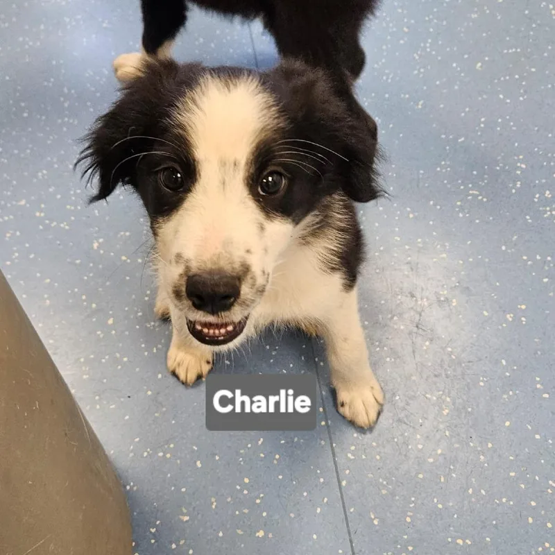 A baby medium-sized male Black Border Collie dog named Charlie for adoption in Watertown, NY