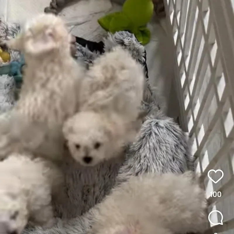 A young small-sized male Maltese dog named Ama for adoption in Newmanstown, PA