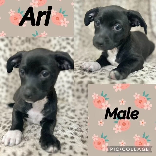 A baby medium-sized male Chiweenie dog named Ari for adoption in Manchester, CT