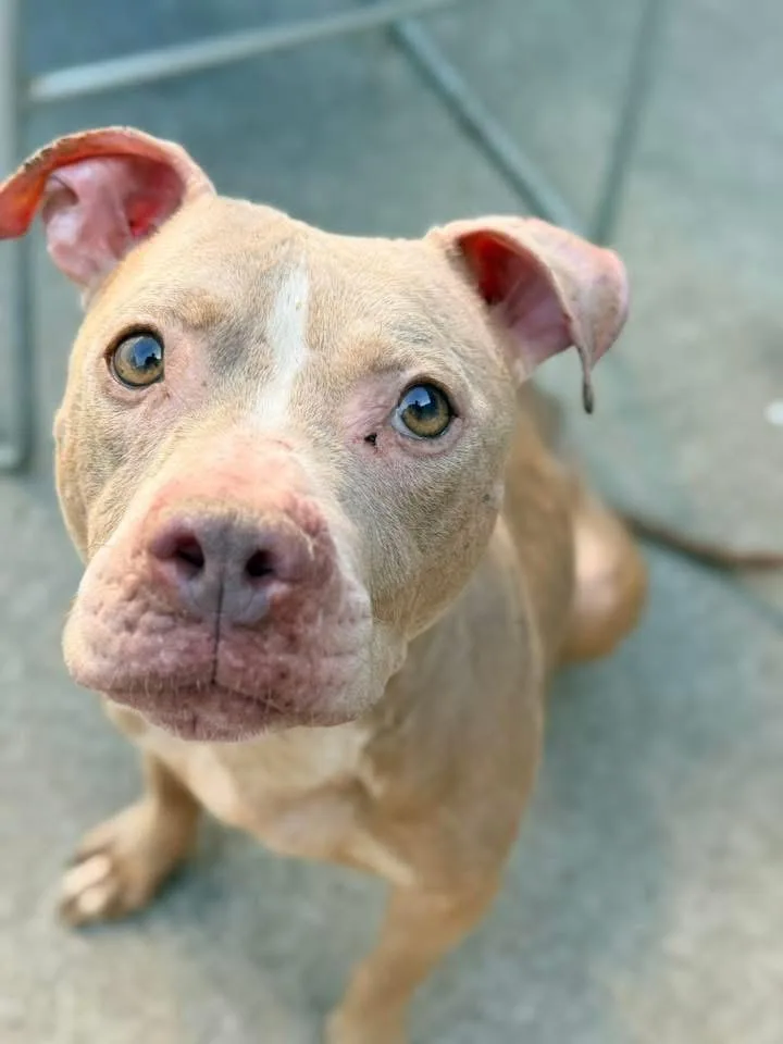A senior medium-sized female Yellow / Tan / Blond / Fawn Pit Bull Terrier dog named Nyx for adoption in Chicago, IL