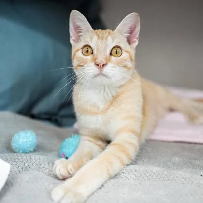 A young small-sized female Cream / Ivory Domestic Short Hair cat named Cupcake for adoption in Atlanta, GA