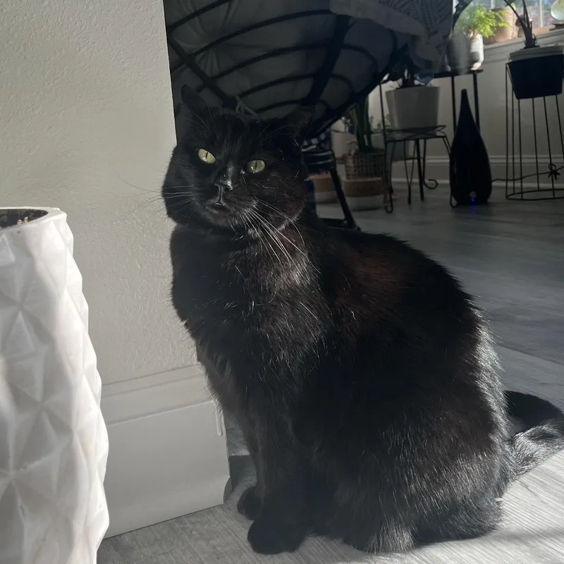 A senior large-sized female Black Domestic Short Hair cat named Bella for adoption in Tavares, FL
